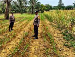Pastikan Tumbuh Optimal, Polsek Bagan Sinembah Pantau Pertumbuhan Tanaman Jagung