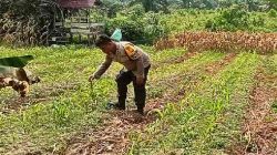 Personel Polsek TPTM Pantau Pertumbuhan Jagung Program Ketahanan Pangan