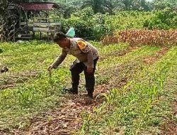 Personel Polsek TPTM Pantau Pertumbuhan Jagung Program Ketahanan Pangan