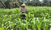 Polsek TPTM Pantau Perkembangan Tanaman Jagung Program Ketahanan Pangan, Pertumbuhan Terpantau Baik