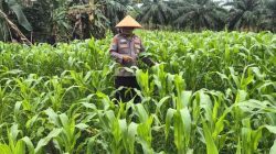 Polsek TPTM Pantau Perkembangan Tanaman Jagung Program Ketahanan Pangan, Pertumbuhan Terpantau Baik