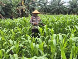 Polsek TPTM Pantau Perkembangan Tanaman Jagung Program Ketahanan Pangan, Pertumbuhan Terpantau Baik