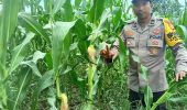 Dukung Program Ketahanan Pangan Nasional, Polsek TPTM Cek Pertumbuhan Jagung Pipil di Kepenghuluan Mesah