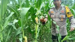 Dukung Program Ketahanan Pangan Nasional, Polsek TPTM Cek Pertumbuhan Jagung Pipil di Kepenghuluan Mesah