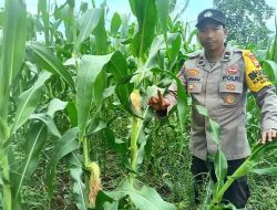 Dukung Program Ketahanan Pangan Nasional, Polsek TPTM Cek Pertumbuhan Jagung Pipil di Kepenghuluan Mesah