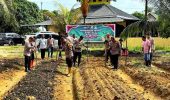 Polsek Pujud Dorong Swasembada Pangan melalui Penanaman Jagung