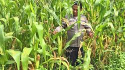 Polsek TPTM Pantau Pertumbuhan Jagung untuk Program Ketahanan Pangan di Rokan Hilir