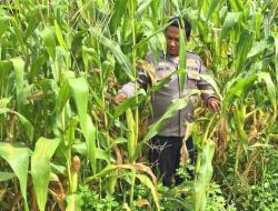 Polsek TPTM Pantau Pertumbuhan Jagung untuk Program Ketahanan Pangan di Rokan Hilir