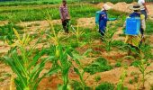 Polsek Pujud Cek Perkembangan Tanaman Jagung Program Ketahanan Pangan di Siarang-Arang