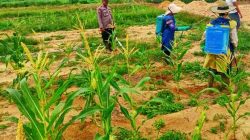 Polsek Pujud Cek Perkembangan Tanaman Jagung Program Ketahanan Pangan di Siarang-Arang
