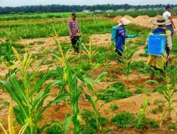 Polsek Pujud Cek Perkembangan Tanaman Jagung Program Ketahanan Pangan di Siarang-Arang