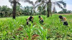 Polsek Bagan Sinembah Intensif Pantau Pertumbuhan Jagung Pipil, Dukung Ketahanan Pangan Nasional