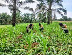 Polsek Bagan Sinembah Intensif Pantau Pertumbuhan Jagung Pipil, Dukung Ketahanan Pangan Nasional