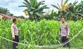 Kapolsek TPTM Pastikan Program Ketahanan Pangan Berjalan Optimal hingga Masa Panen