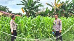 Kapolsek TPTM Pastikan Program Ketahanan Pangan Berjalan Optimal hingga Masa Panen