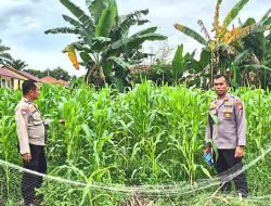 Kapolsek TPTM Pastikan Program Ketahanan Pangan Berjalan Optimal hingga Masa Panen