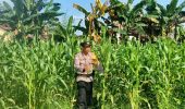 Polsek Tanah Putih Tanjung Melawan Cek Perkembangan Tanaman Jagung Program Ketahanan Pangan