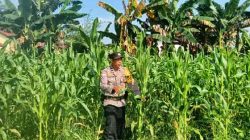 Polsek Tanah Putih Tanjung Melawan Cek Perkembangan Tanaman Jagung Program Ketahanan Pangan