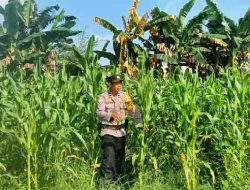 Polsek Tanah Putih Tanjung Melawan Cek Perkembangan Tanaman Jagung Program Ketahanan Pangan