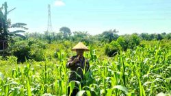 Polsek TPTM Intensif Cek Perkembangan Tanaman Jagung Program Ketahanan Pangan