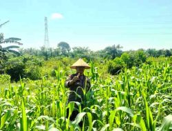 Polsek TPTM Intensif Cek Perkembangan Tanaman Jagung Program Ketahanan Pangan
