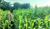 Polsek TPTM Pantau Perkembangan Tanaman Jagung Program Ketahanan Pangan