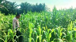 Polsek TPTM Pantau Perkembangan Tanaman Jagung Program Ketahanan Pangan