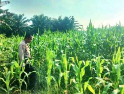 Polsek TPTM Pantau Perkembangan Tanaman Jagung Program Ketahanan Pangan