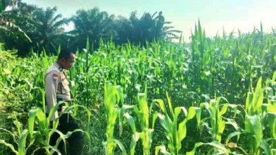 Polsek TPTM Pantau Perkembangan Tanaman Jagung Program Ketahanan Pangan