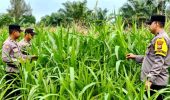 Polsek Bagan Sinembah Kawal Ketahanan Pangan, Pertumbuhan Jagung Dipantau Ketat