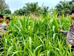 Polsek Bagan Sinembah Kawal Ketahanan Pangan, Pertumbuhan Jagung Dipantau Ketat