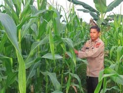 Polsek TPTM Pantau Perkembangan Program Ketahanan Pangan Berjalan Optimal Hingga Masa Panen