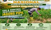 Bhabinkamtibmas Polsek Rantau Kopar Pantau Perkembangan Jagung Pipil Warga