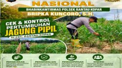 Bhabinkamtibmas Polsek Rantau Kopar Pantau Perkembangan Jagung Pipil Warga