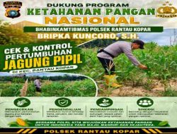 Bhabinkamtibmas Polsek Rantau Kopar Pantau Perkembangan Jagung Pipil Warga