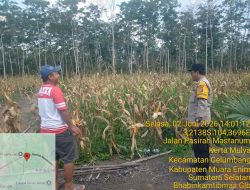 BHABINKAMTIBMAS POLSEK GELUMBANG CEK TANAMAN JAGUNG KETAHANAN PANGAN, SIAP PANEN DALAM WAKTU DEKAT