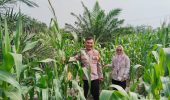 Tanaman Jagung Tumbuh Subur, Hamparan Hijau Sejukkan Pandangan di Muara Harapan