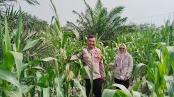 Tanaman Jagung Tumbuh Subur, Hamparan Hijau Sejukkan Pandangan di Muara Harapan