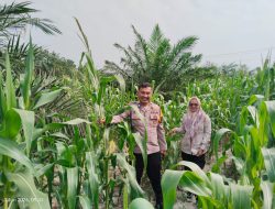 Tanaman Jagung Tumbuh Subur, Hamparan Hijau Sejukkan Pandangan di Muara Harapan