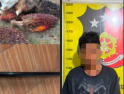 Curi 13 Tandan Sawit di Kebun PTPN IV, Pemuda 27 Tahun Diamankan Security