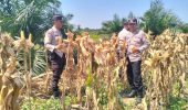 Panen Jagung Kuartal II 2026, Polsek Gunung Megang Dukung Ketahanan Pangan Nasional