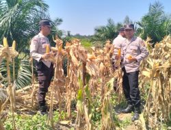 Panen Jagung Kuartal II 2026, Polsek Gunung Megang Dukung Ketahanan Pangan Nasional