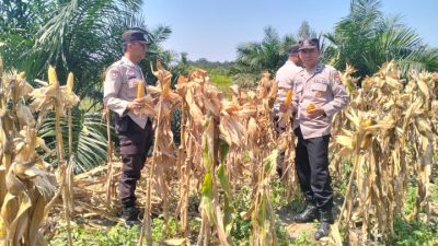Panen Jagung Kuartal II 2026, Polsek Gunung Megang Dukung Ketahanan Pangan Nasional