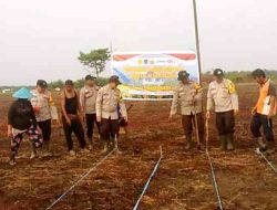 Dukung Ketahanan Pangan Nasional, Kapolsek Batang Tuaka Pimpin Penanaman Jagung Bersama Kelompok Tani