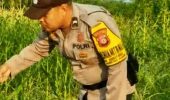 Dukung Ketahanan Pangan Nasional, Personil Polsek Rantau Kopar Rutin Pantau Pertumbuhan Jagung