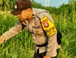 Dukung Ketahanan Pangan Nasional, Personil Polsek Rantau Kopar Rutin Pantau Pertumbuhan Jagung