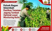 Polsek Bagan Sinembah Rutin Pantau Pertumbuhan Jagung Dilahan Ketahanan Pangan 