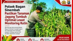 Polsek Bagan Sinembah Rutin Pantau Pertumbuhan Jagung Dilahan Ketahanan Pangan 