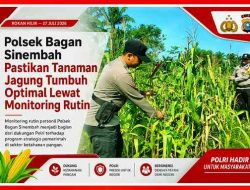 Polsek Bagan Sinembah Rutin Pantau Pertumbuhan Jagung Dilahan Ketahanan Pangan 