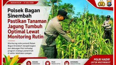 Polsek Bagan Sinembah Rutin Pantau Pertumbuhan Jagung Dilahan Ketahanan Pangan 